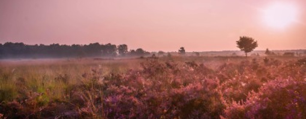 Webinars van Carend in mei en juni bieden inzicht in zorg in de stervensfase