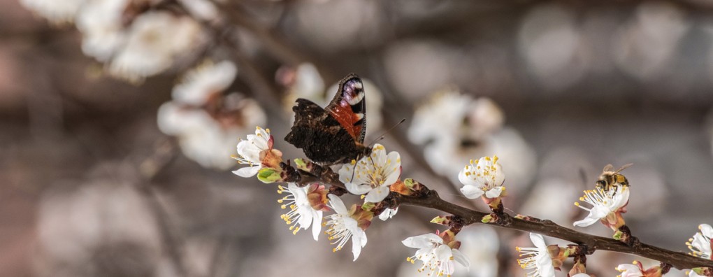 Dan gaan we dat zo maar doen