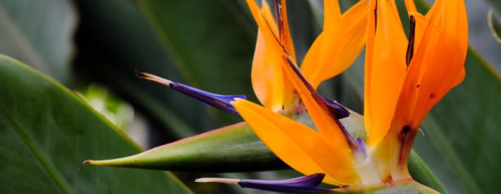 Paradijsvogel