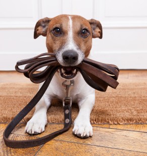 Maar wie laat mijn hond uit?