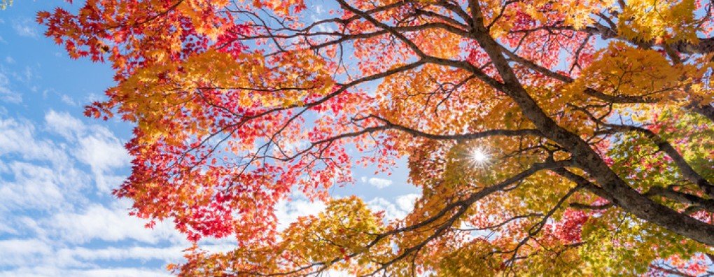 Meer comfort met complementaire zorg in de stervensfase