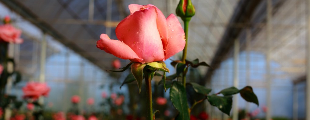 Afscheid met zachte handen