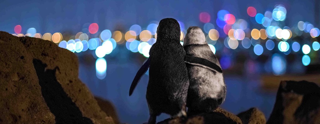 Beroemde foto van rouwende pinguïns als symbool van liefde en saamhorigheid