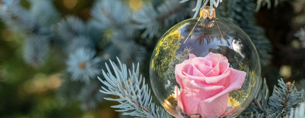 Er is een roos ontsprongen