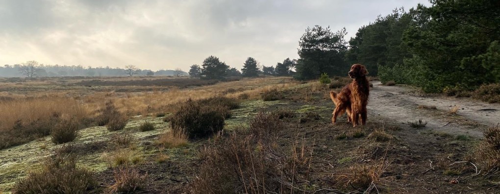 Prepensioen