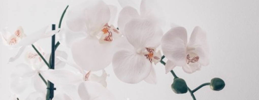 Orchidee