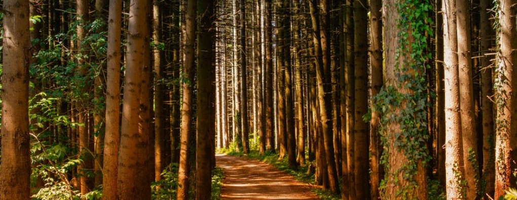 Naar het bos