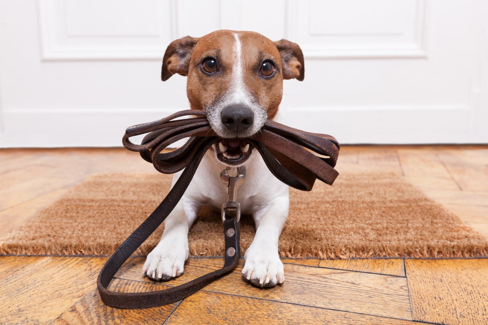Maar wie laat mijn hond uit?