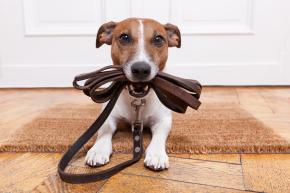 Maar wie laat mijn hond uit?