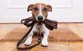Maar wie laat mijn hond uit?