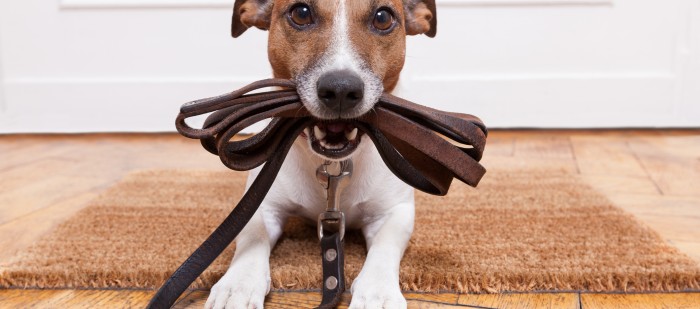 Maar wie laat mijn hond uit?
